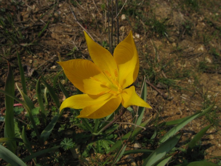 Tulipa sylvestris